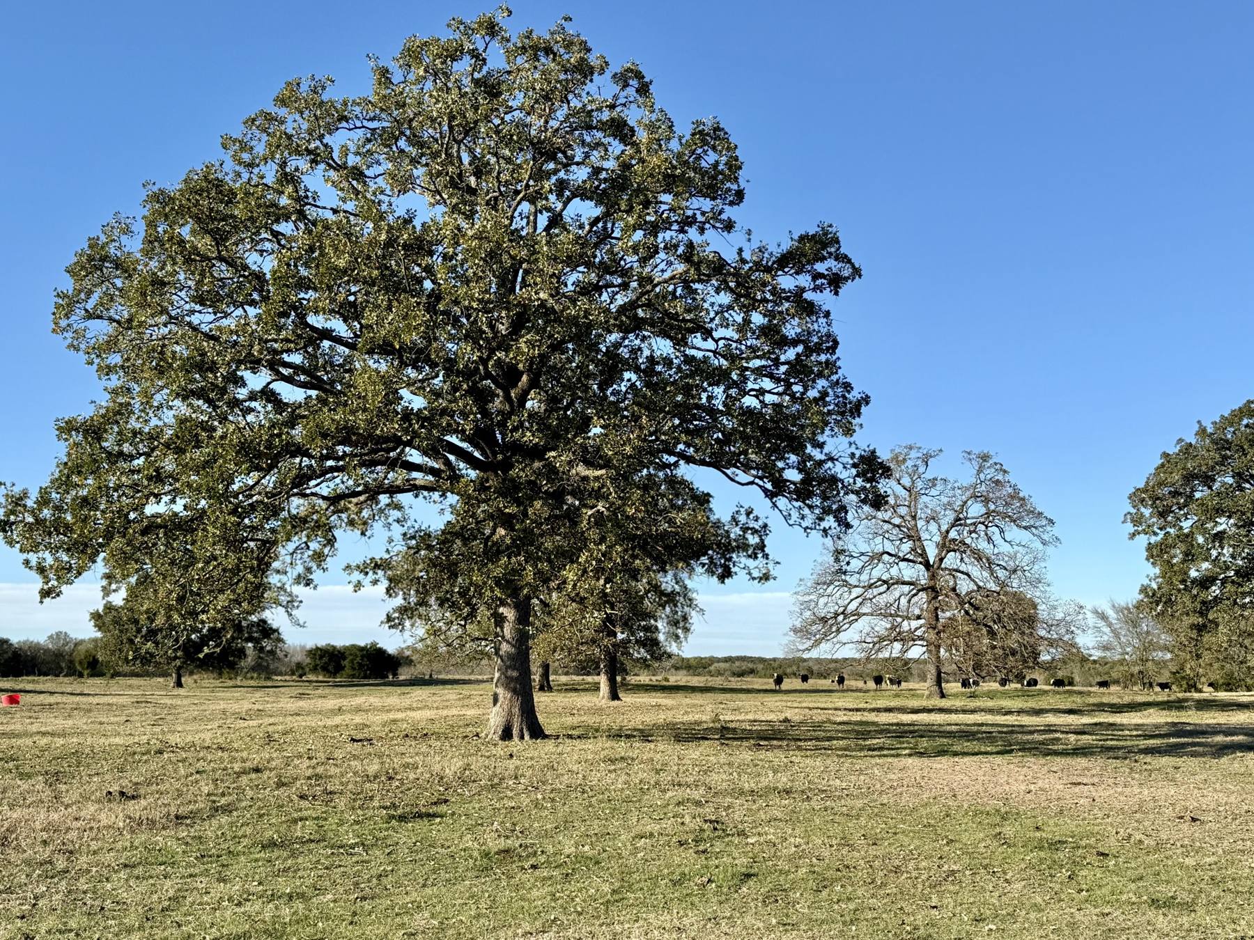Live oak tree in a North Texas pasture
