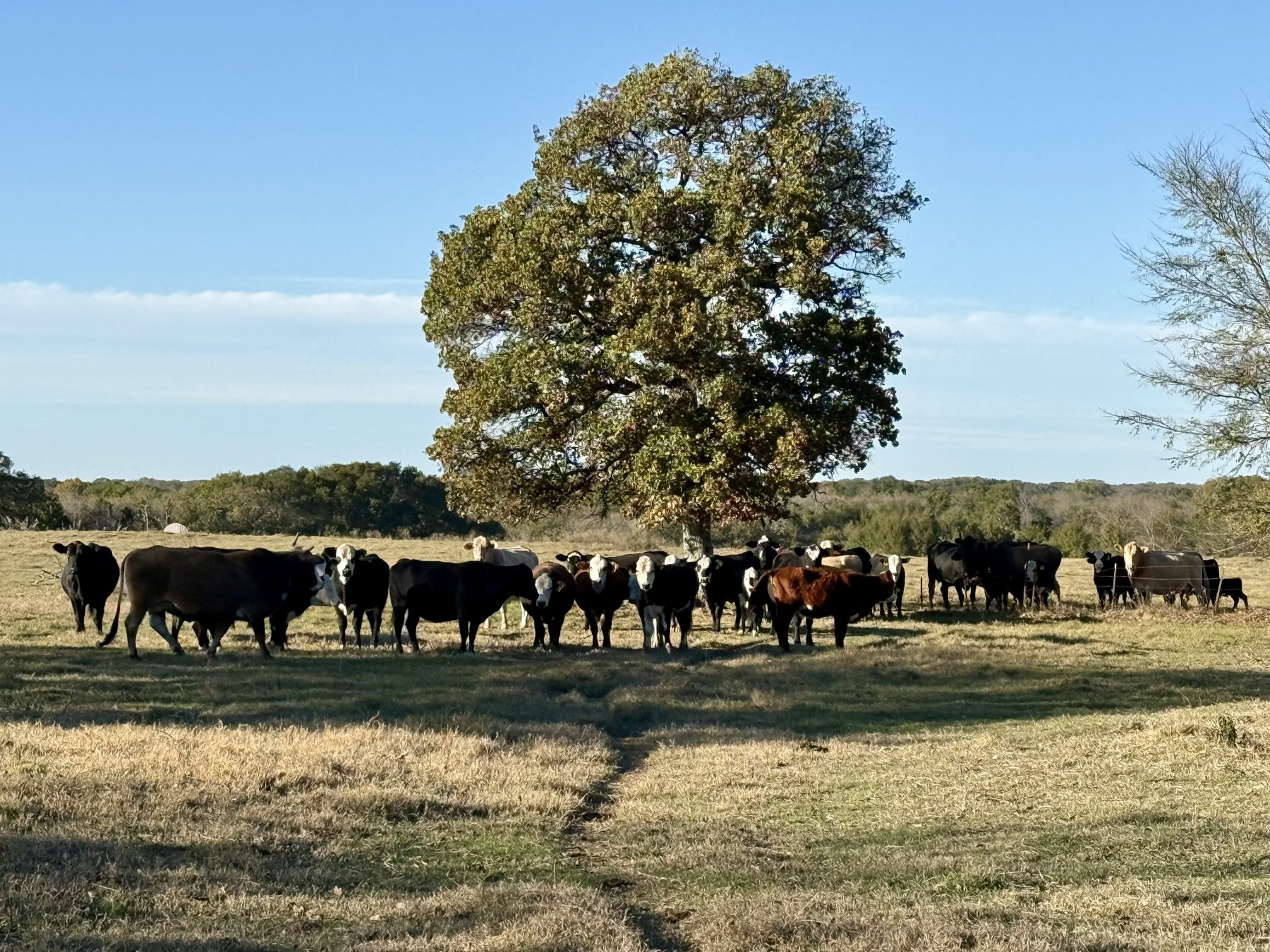 Cattle grazing under a live oak on a North Texas ranch